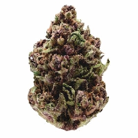 Pink Magic Fast > Growers Choice